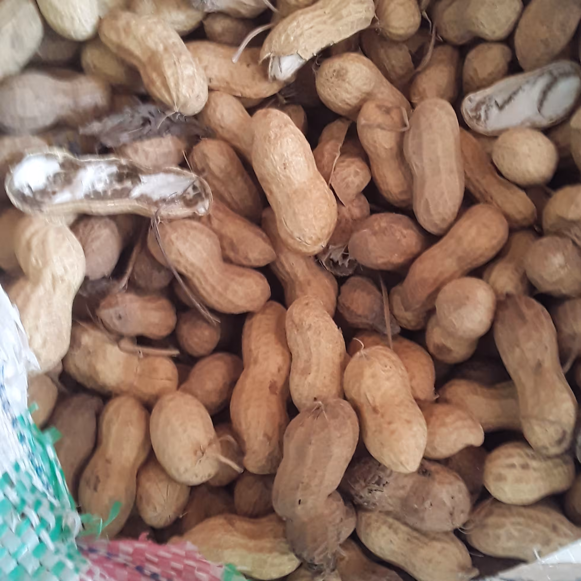 بادام زمینی پوستی تازه استانه اشرفیه دوکیلویی خوش طعم ونمکی 