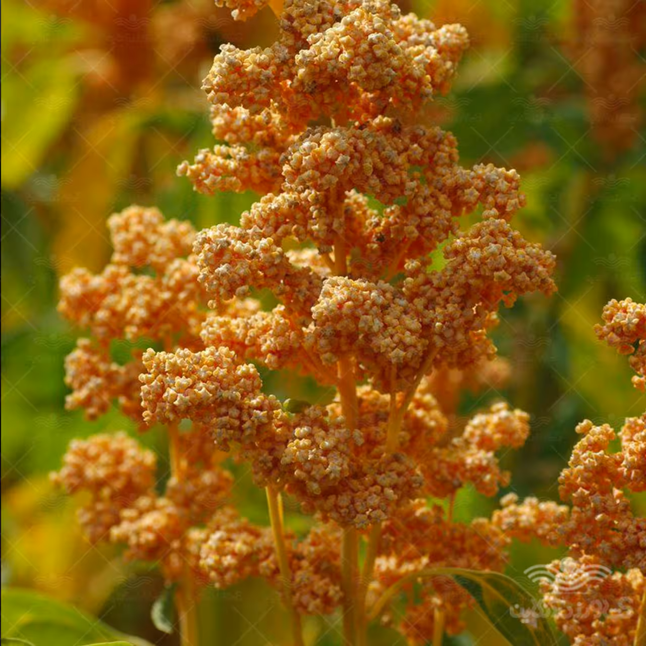 بذر کینوا خانگی 50 گرمی