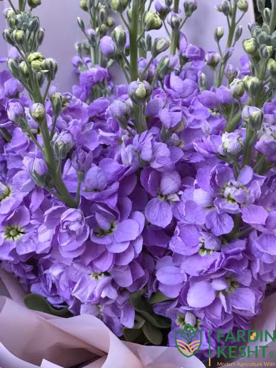 بذر شب بو لاوندر سیندرلا ژاپنی پاکوتاه گلدانی بسته 20 عددی