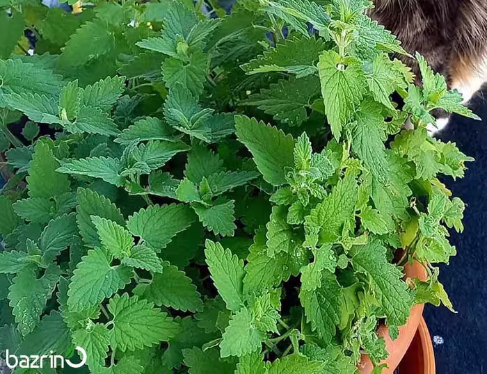 بذر نعنا گربه ای