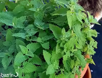 بذر نعنا گربه ای