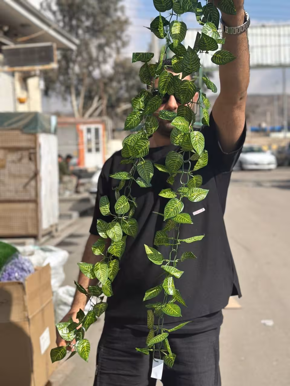 آویز برگ پتوس سبز 220 سانتی