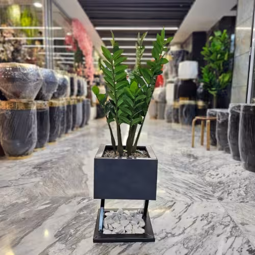 درختچه زاموفیلیا مصنوعی