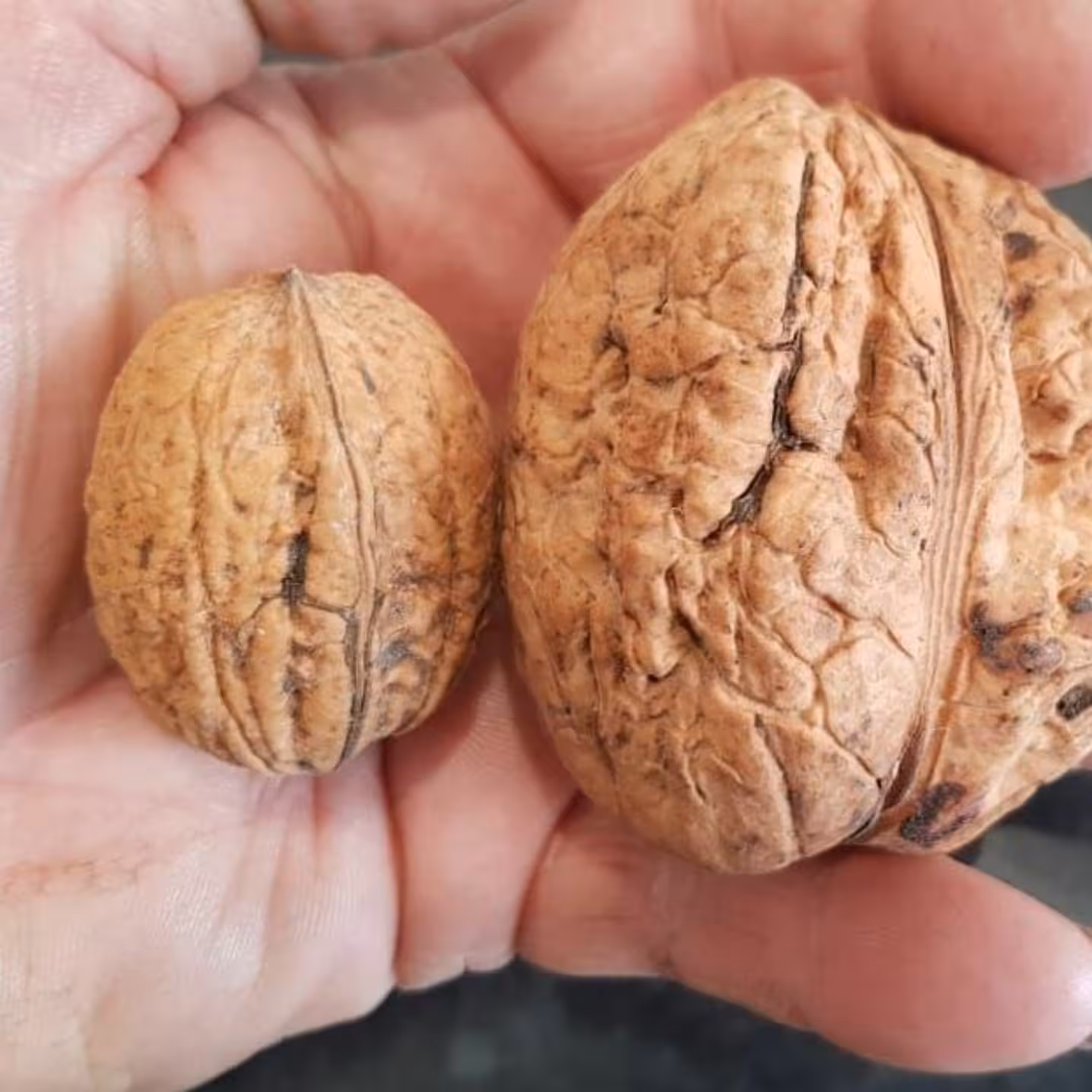 نهال گردو ژنوتیپ برتر 1 ساله کانادایی