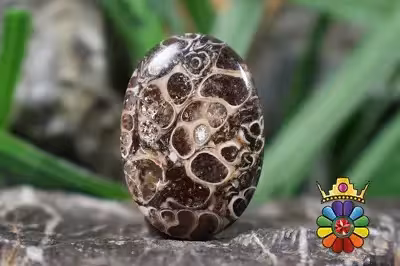 توریتلا اگات