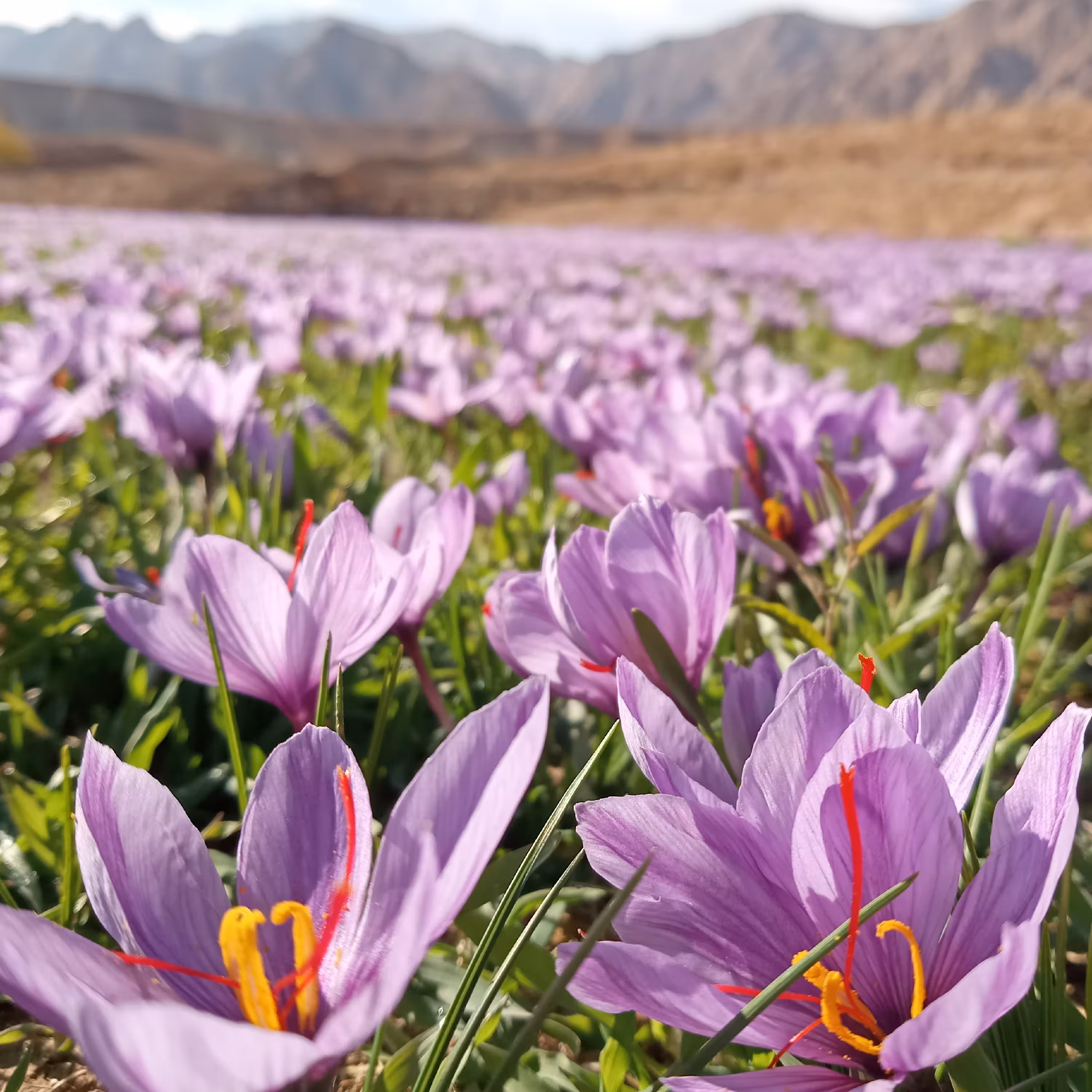 زعفران سرگل نگین پرسی اصل خراسان جنوبی در بسته بندی های زیبای یک مثقالی