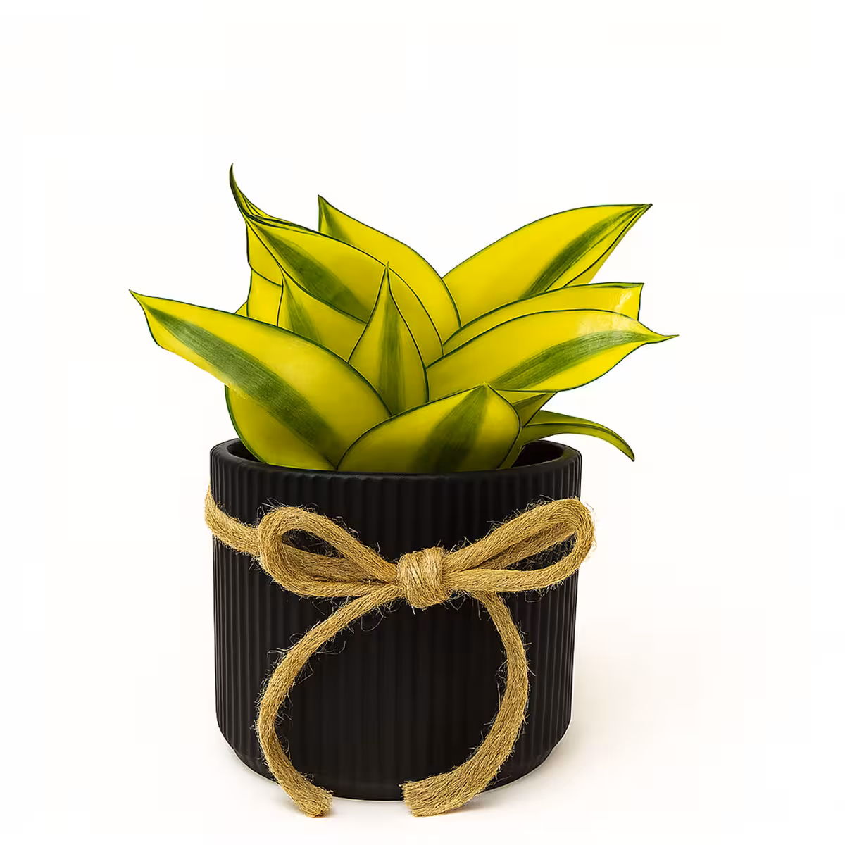 سانسوریا پاکوتاه ابلق کد P112