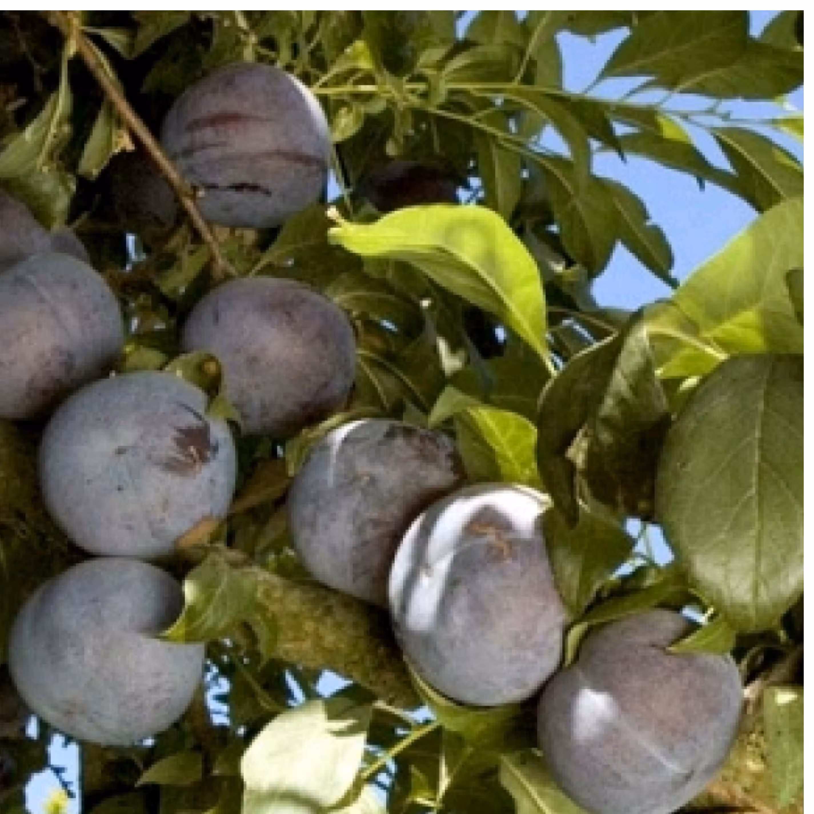 نهال آلو خاکی