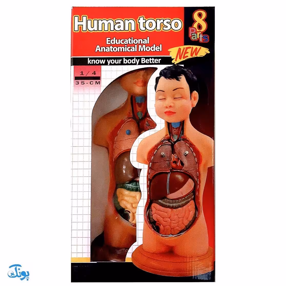 مولاژ 8 قطعه نیم تنه انسان (1/4 اندازه طبیعی بدن انسان)