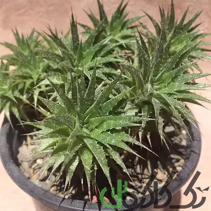 بذر ابرومیتیلا بروملی ایسی ای ده عدد