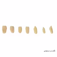 دندان آرتیکولاتور ام آی بی | MIB articulator teeth