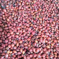 گلدیگ میوهی گل نسترن