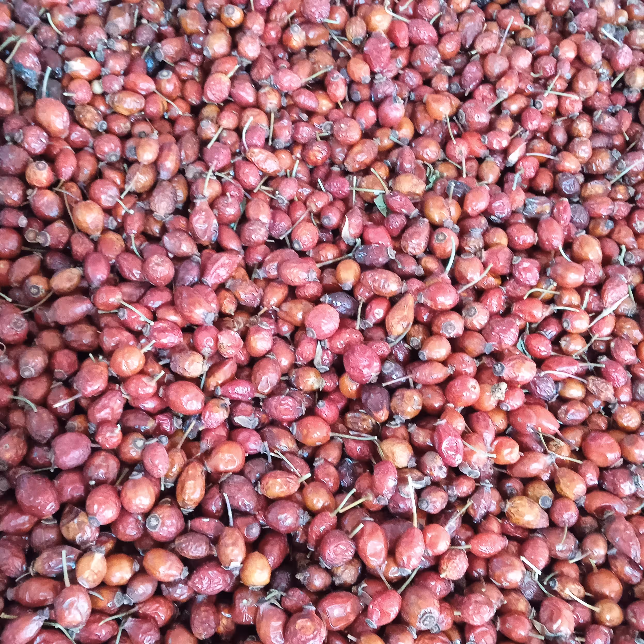 گلدیگ میوهی گل نسترن