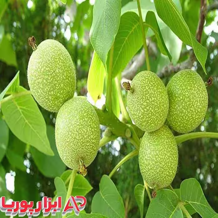 نهال گردو تولری