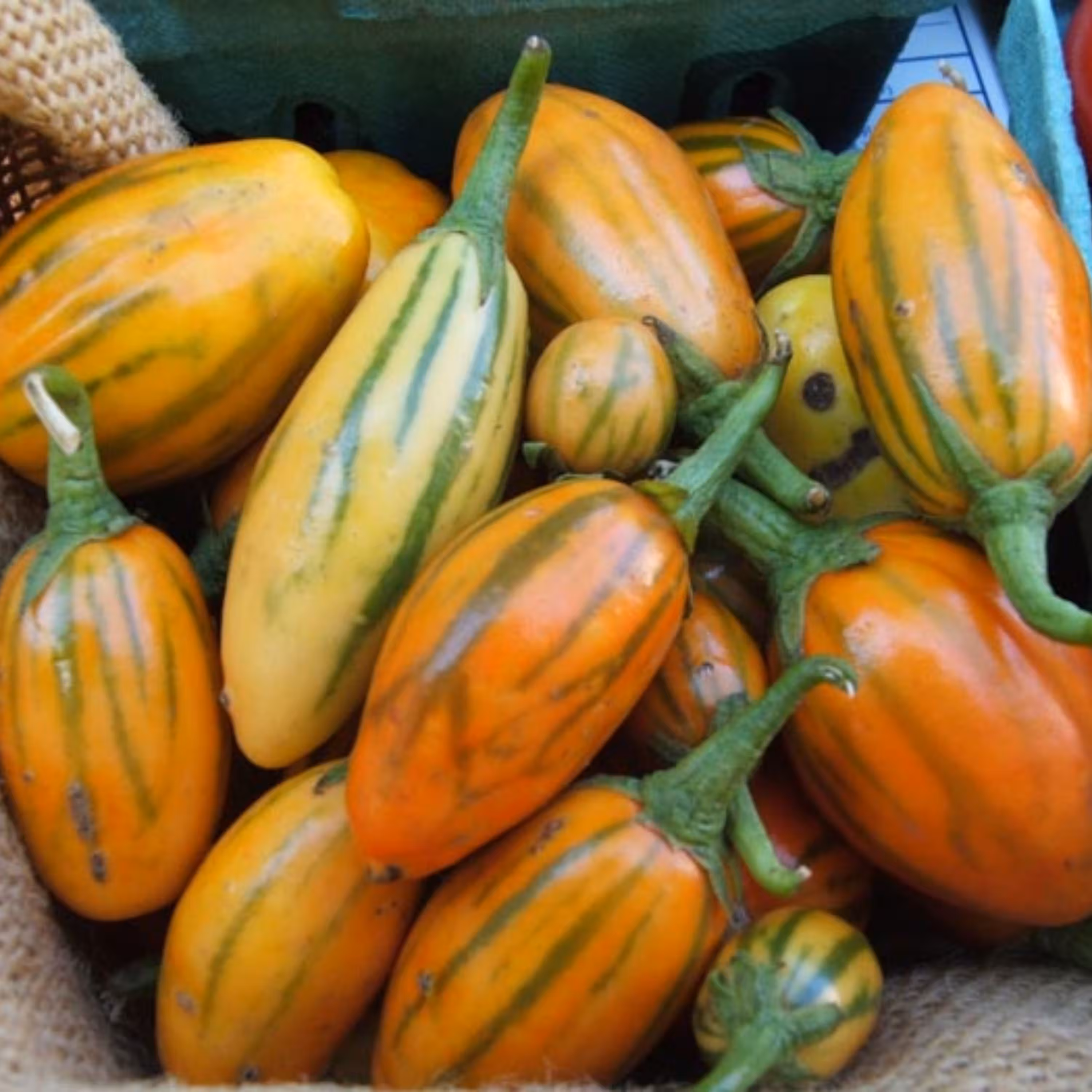 بذر بادمجان توگا مکزیکی بسته 20 عددی