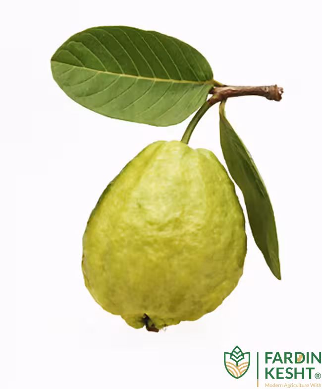 بذر گواوا سبز گلابی مکزیکی فوق درشت بسته 5 عددی