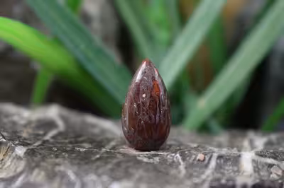 فسیل استخوان دایناسور