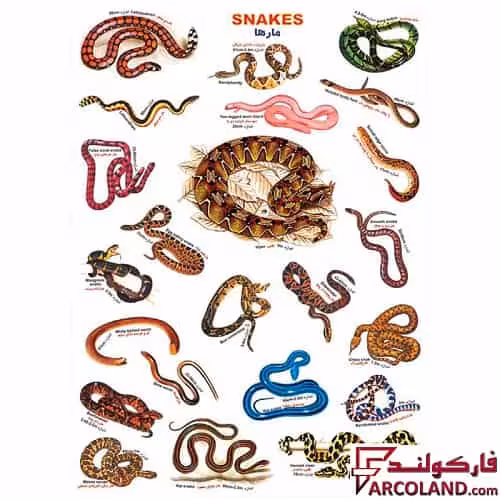 برچسب آموزشی مدل مارها