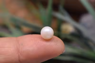 مروارید استرالیا