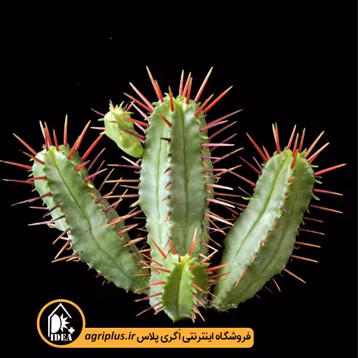 بذر کاکتوس Euphorbia Enopla