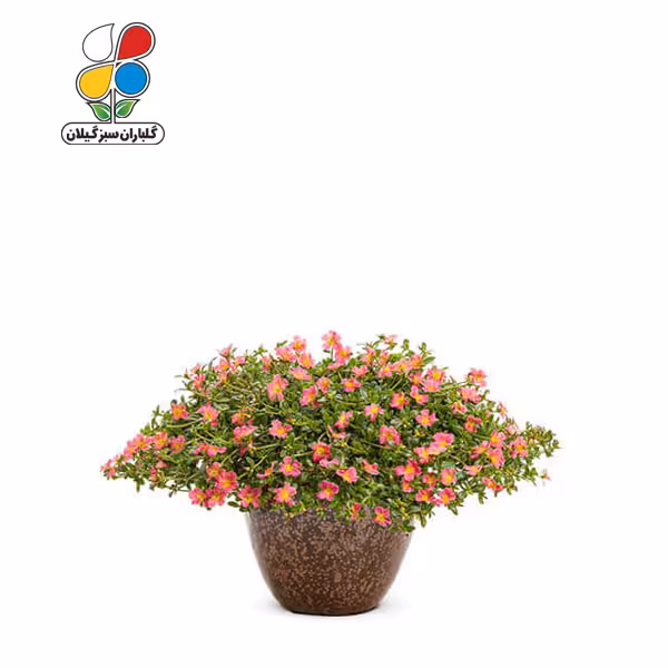 بذر گل ناز آفتابی بسته بندی کوچک