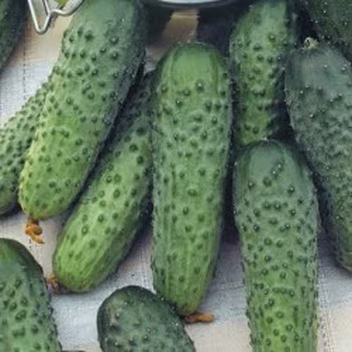 بذر خیار خاردار درختی مخصوص خیار شور
