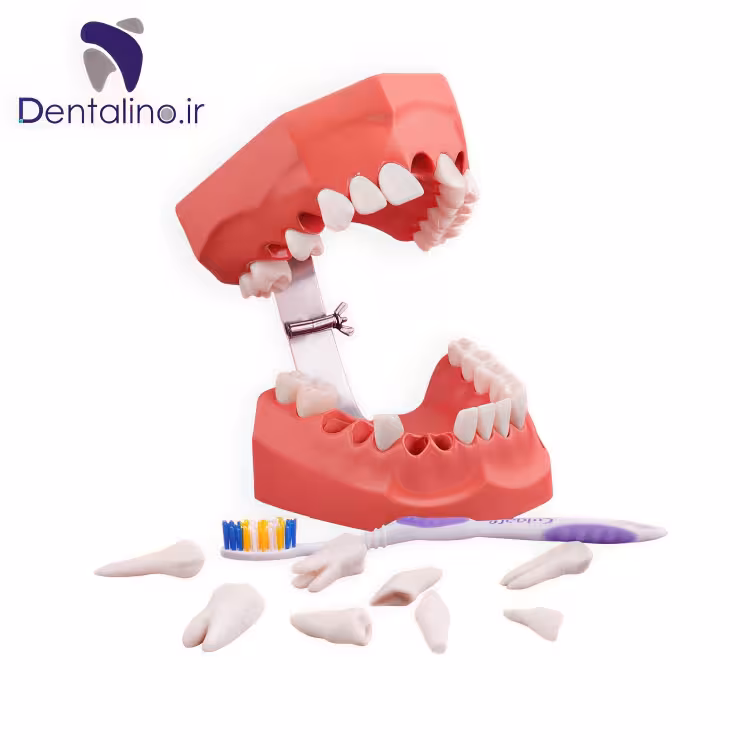 مدل نمایشی بهداشت دهان و دندان با دندان های ریشه دار