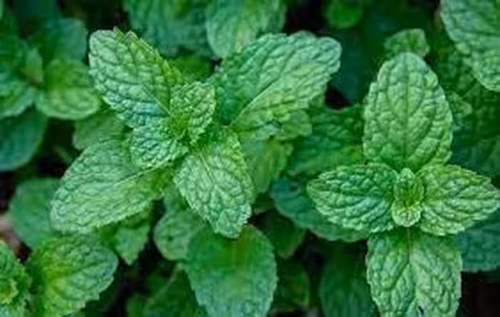 نعناع خشک نگین طبیعت