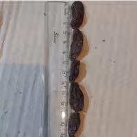 مویز رطبی( رجبی) گوشتی 1کیلوگرم (مستقیم از باغدار)