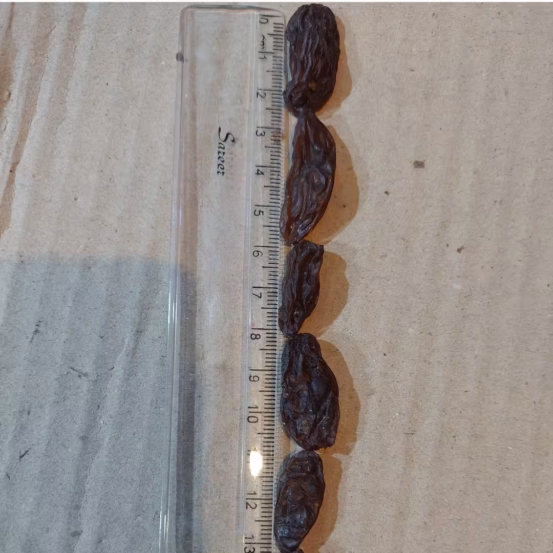 مویز رطبی( رجبی) گوشتی 1کیلوگرم (مستقیم از باغدار)