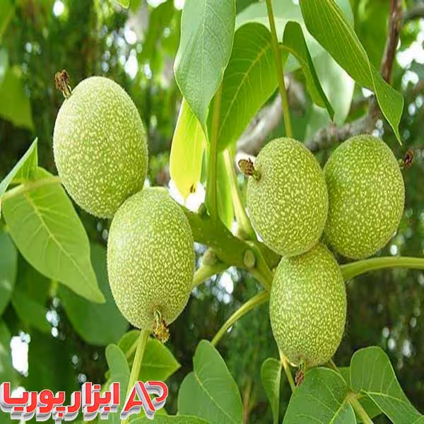نهال گردو تویسرکان
