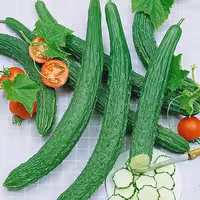 بذر صیفی جات، نوع خیار ژاپنی یاماتا، مخصوص سوشی