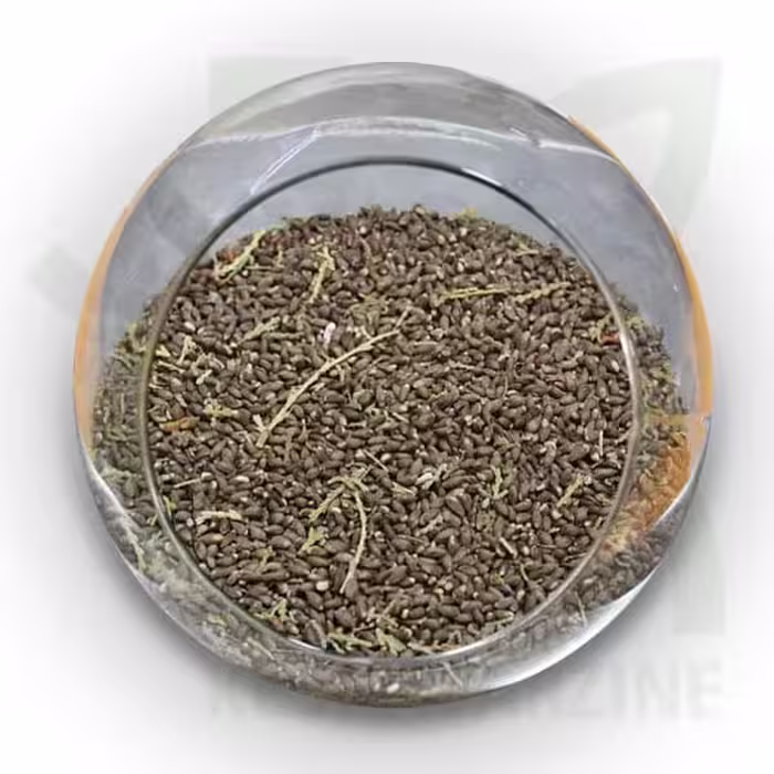 بذر درخت کاج خمره ای