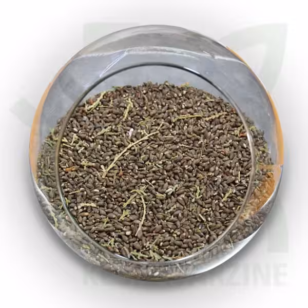 بذر درخت کاج خمره ای