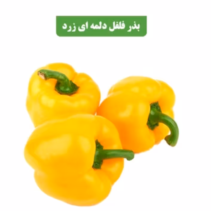 بذر فلفل دلمه ای رنگی مخلوط عطار بانو