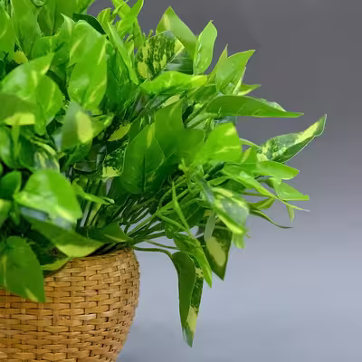 گل مصنوعی مدل بوته برگ لمسی طرح پتوس