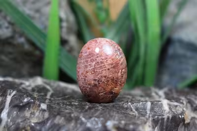 مرجان فسیلی