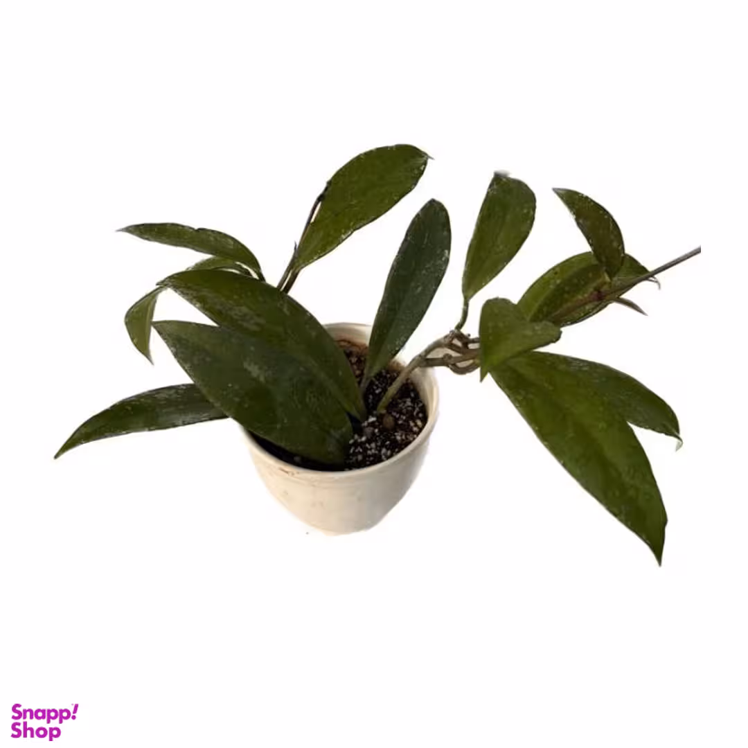 گیاه طبیعی هویا پابلیکالیکس به همراه گلدان