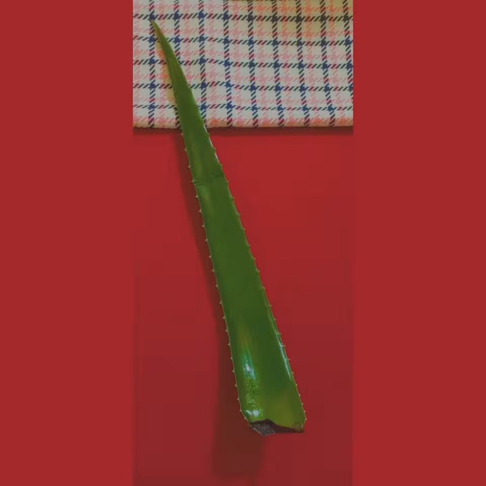 برگ آلوورا