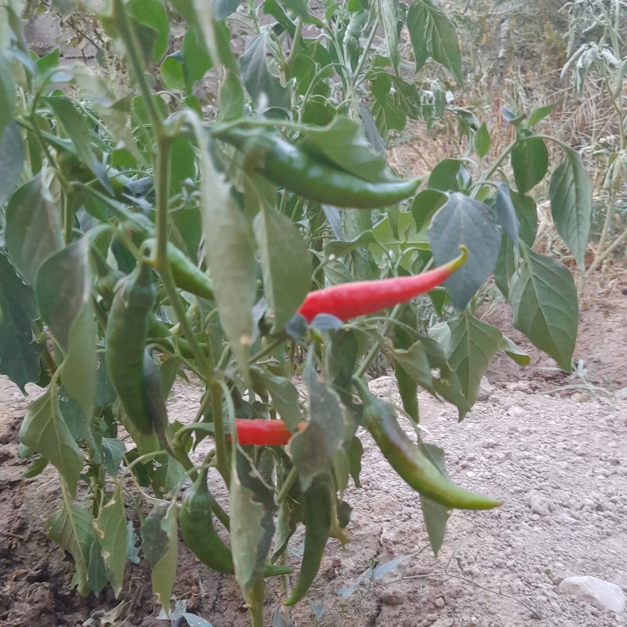 فلفل قرمز تند امسالی اعلاء (صد گرمی)