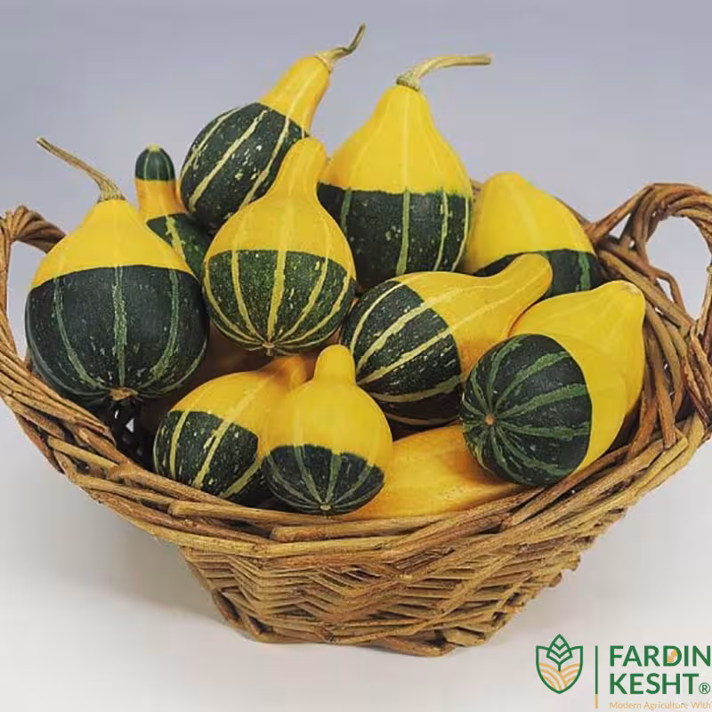 بذر کدو گلابی زینتی بسته 5 عددی
