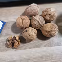 گردو زنجان      درشت  شیرین و خوشمزه فروش عمده و خورده 