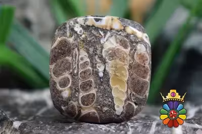 توریتلا اگات