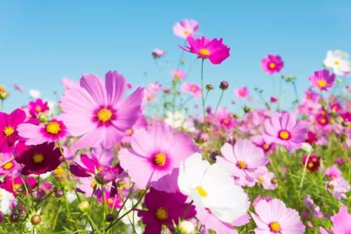 بذرگل ستاره پابلند الوان
