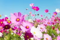 بذرگل ستاره پابلند الوان