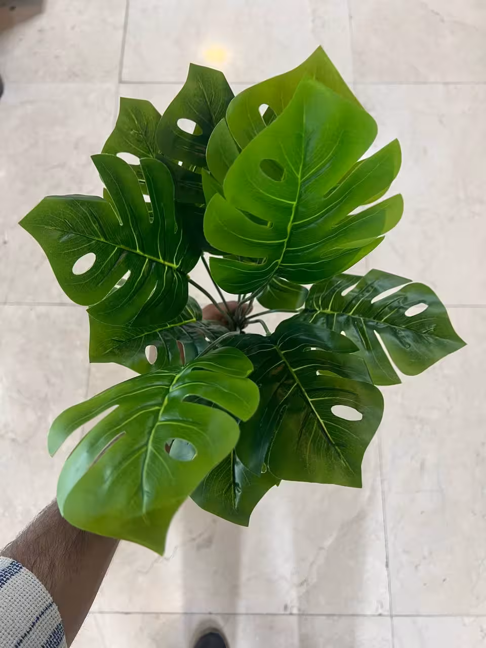 بوته برگ انجیری