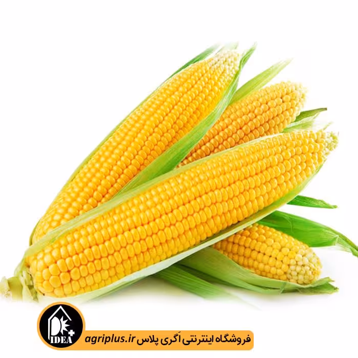 بذر ذرت بسته بندی خانگی