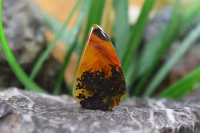 عقیق شجر هند