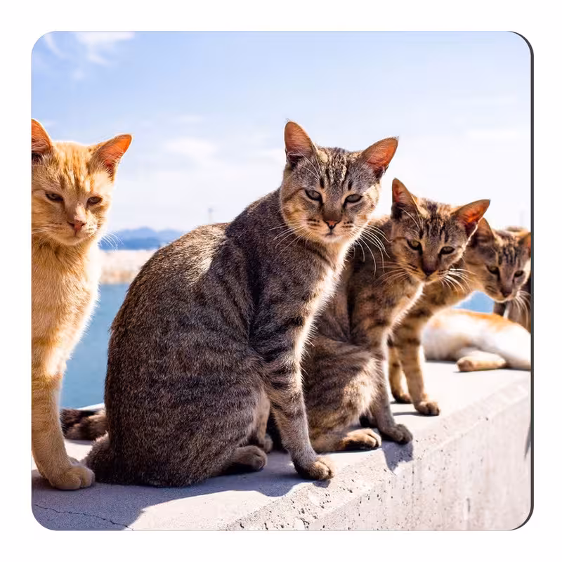 مگنت طرح گربه کد NIM605