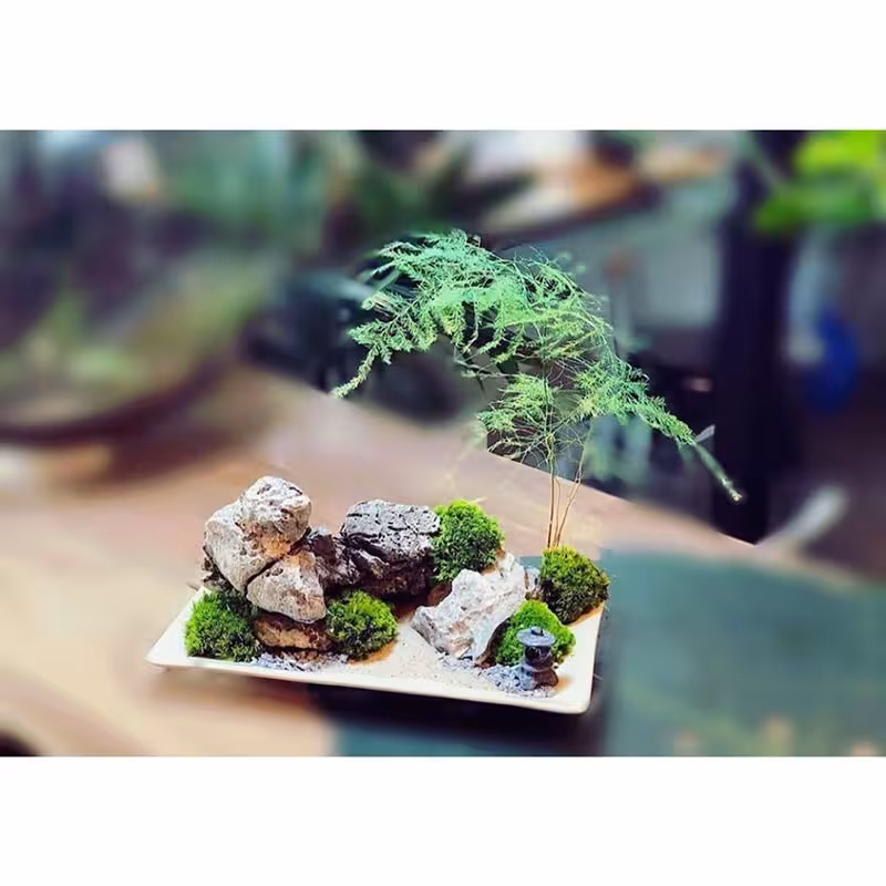 قیمت و خرید گیاه دیش گاردن گرتی (مارچوبه) با ارسال فوری به تهران و سراسر ایران